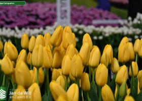 Tulipa Conqueror ® (3)